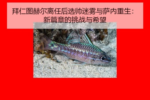 拜仁图赫尔离任后选帅迷雾与萨内重生：新篇章的挑战与希望